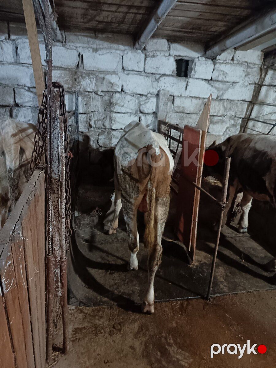 Erkək dana — Kənd təsərrüfatı heyvanları, Bakı (2)