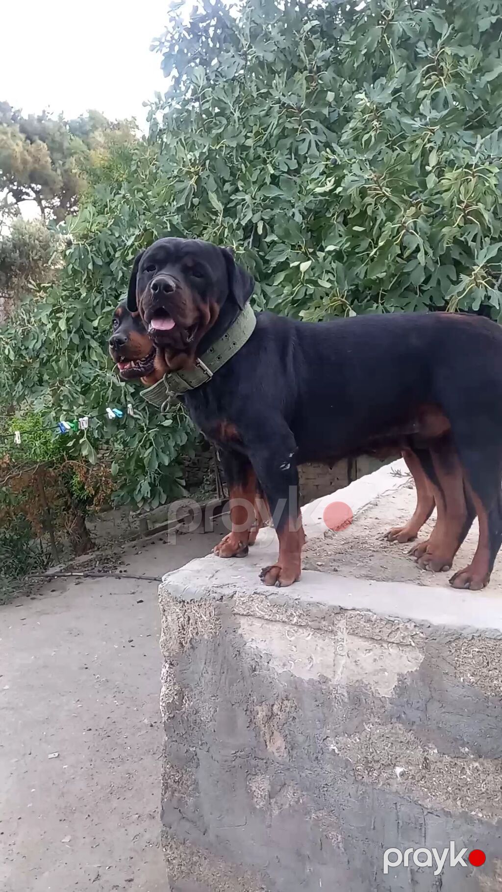 Rotveyler, 2 ay, Erkək, Sənədli, Ünvandan götürmə — Köpəklər, Digah