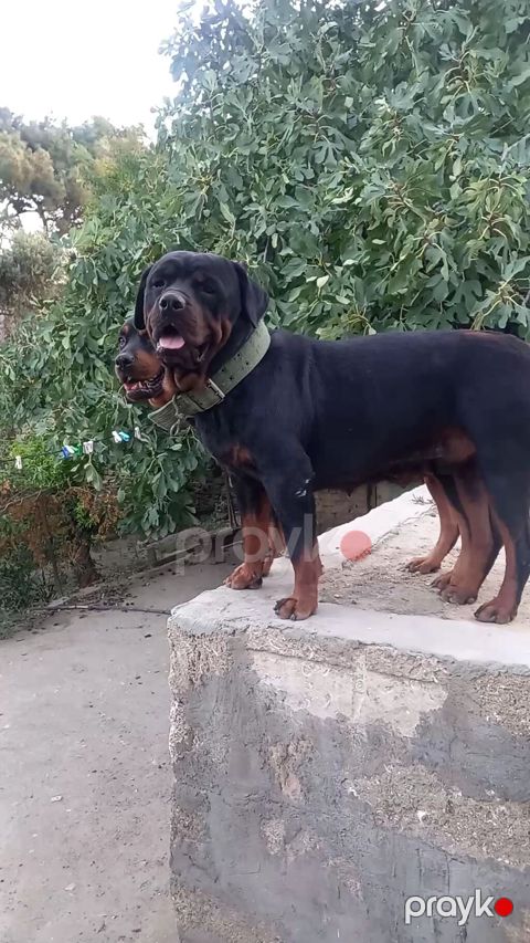Rotveyler, 2 ay, Erkək, Sənədli, Ünvandan götürmə — Digah