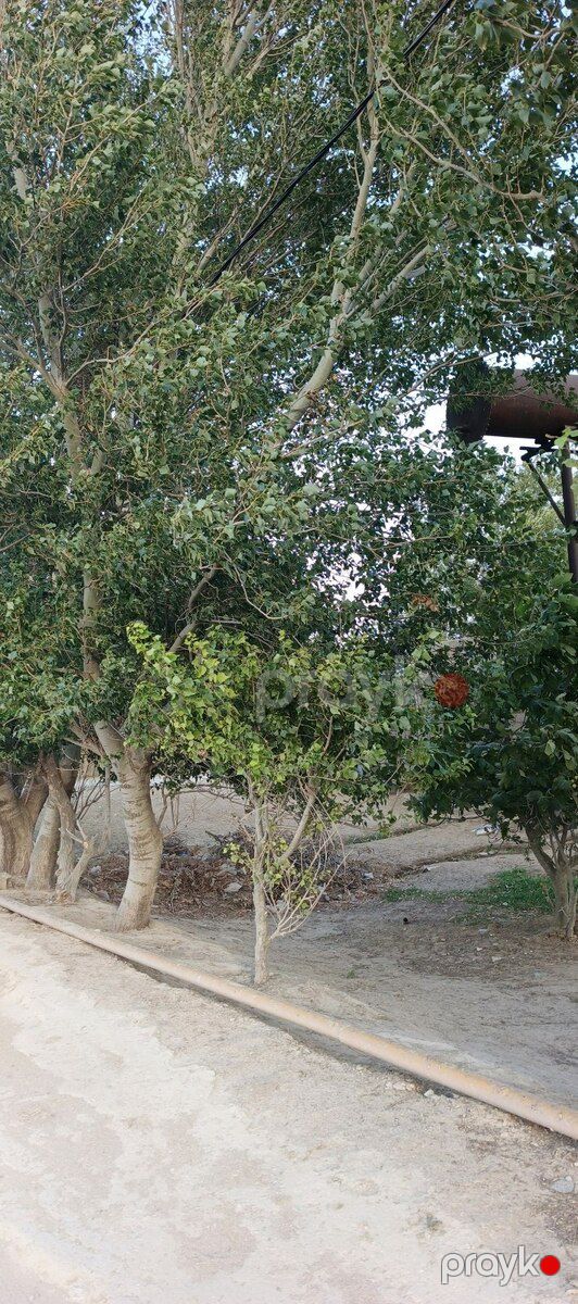 14 sot torpaq sahəsi, Zirə qəs — Torpaq, Bakı (2)