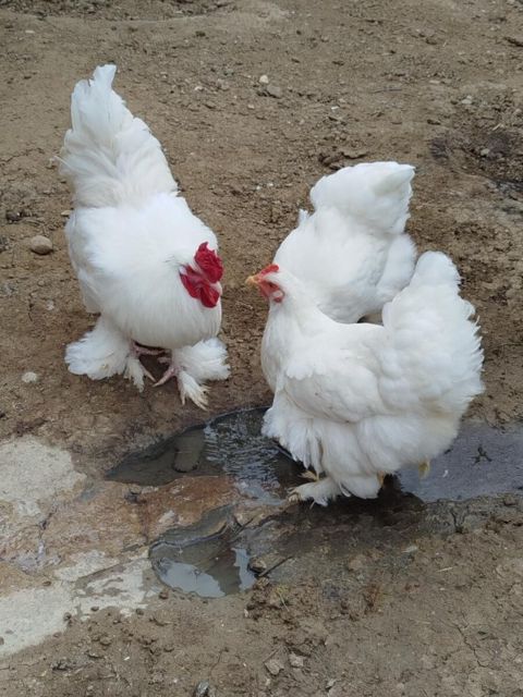 Brama yumurtası — Bakı