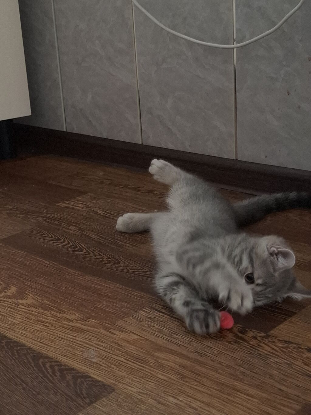 Şinşilla, Erkək — Pişiklər, Digah (8)