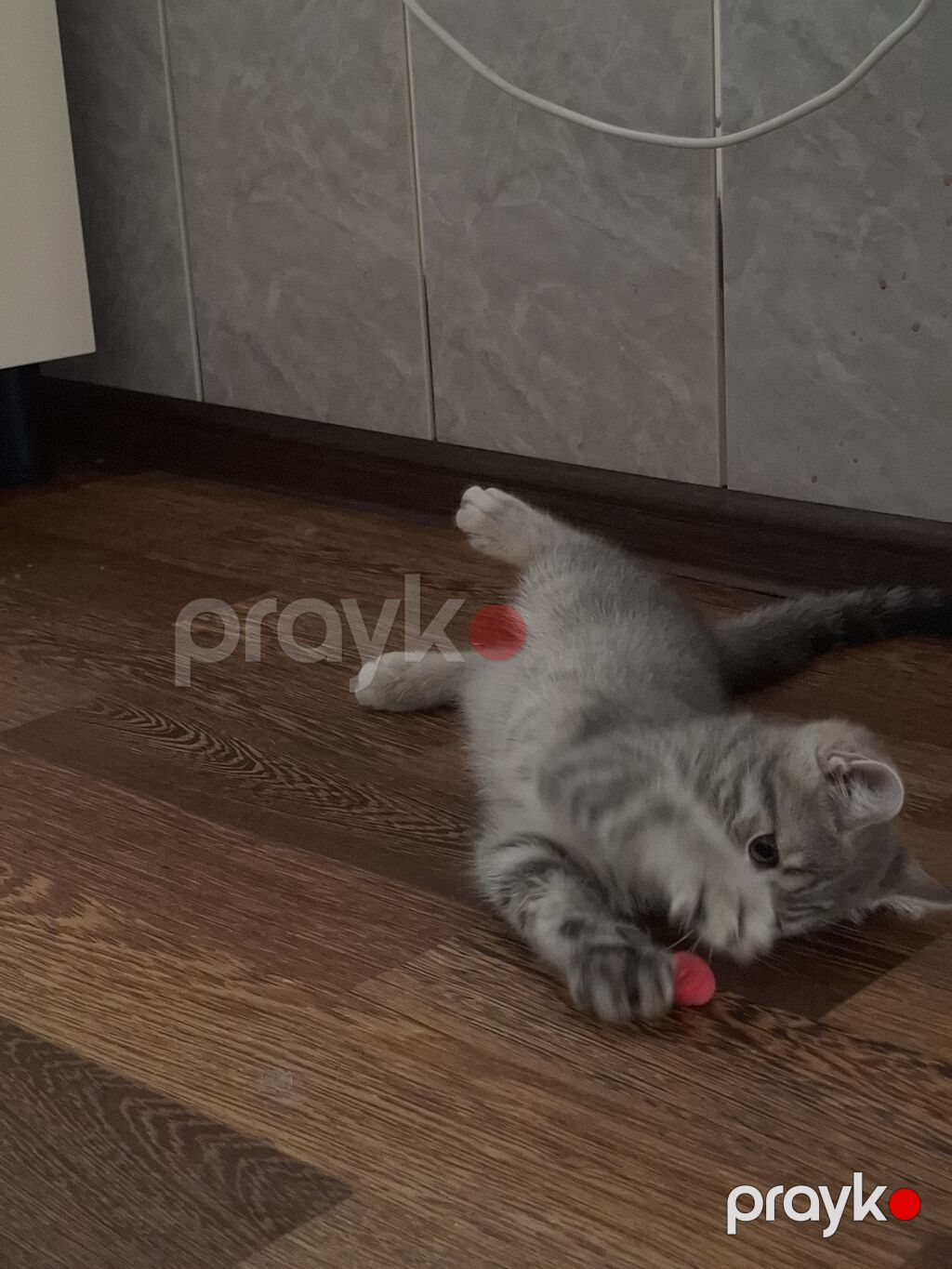 Şinşilla, Erkək — Pişiklər, Digah (8)