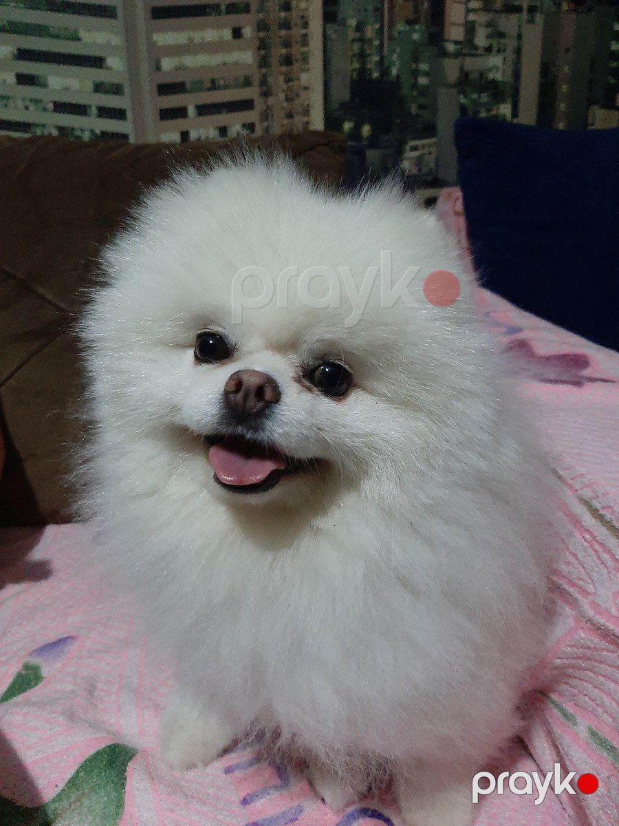 Pomeran Boo (cütləşdirmək üçün) — Köpəklər, Bakı