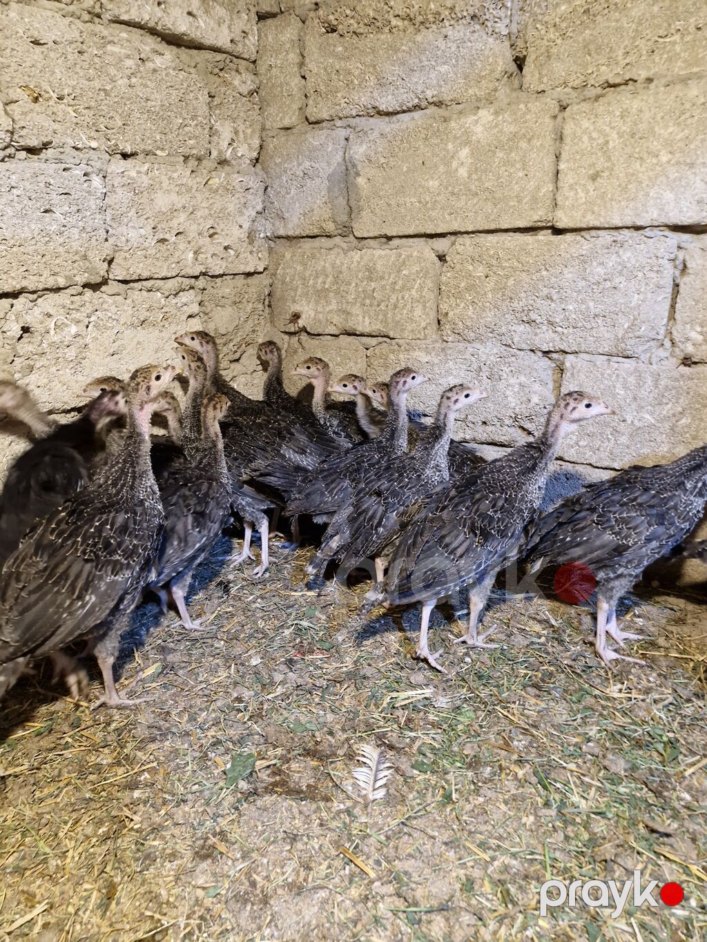 Amerikan Bronz yumurtası cücələr və böyümüş balalar Təsvir: - Ev — Qida məhsulları, Digah (3)