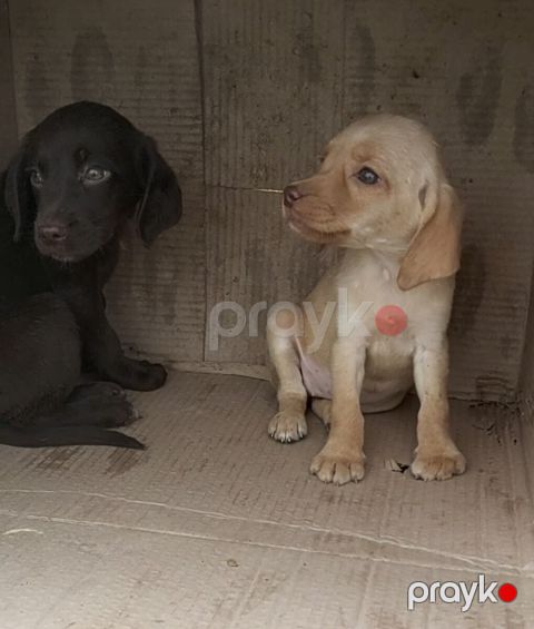 Koker spaniel — Bakı