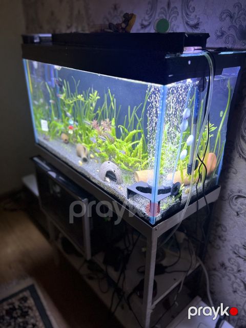 Akvarium — Gəncə