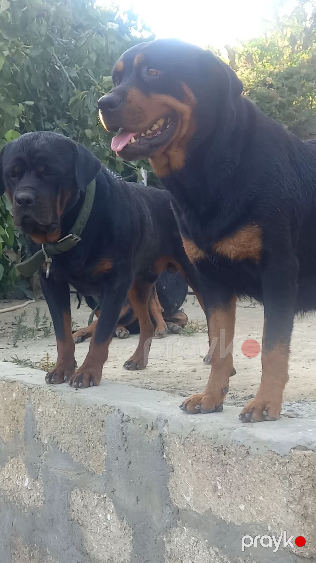 Rotveyler, 2 ay, Erkək, Sənədli, Ünvandan götürmə — Köpəklər, Digah (9)