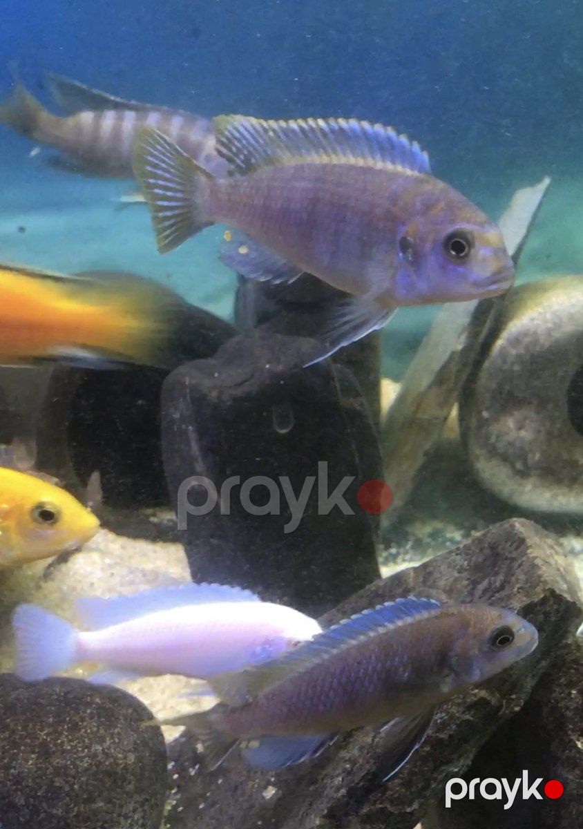 Zebra balığı — Akvariumlar və balıqlar, Bakı (4)