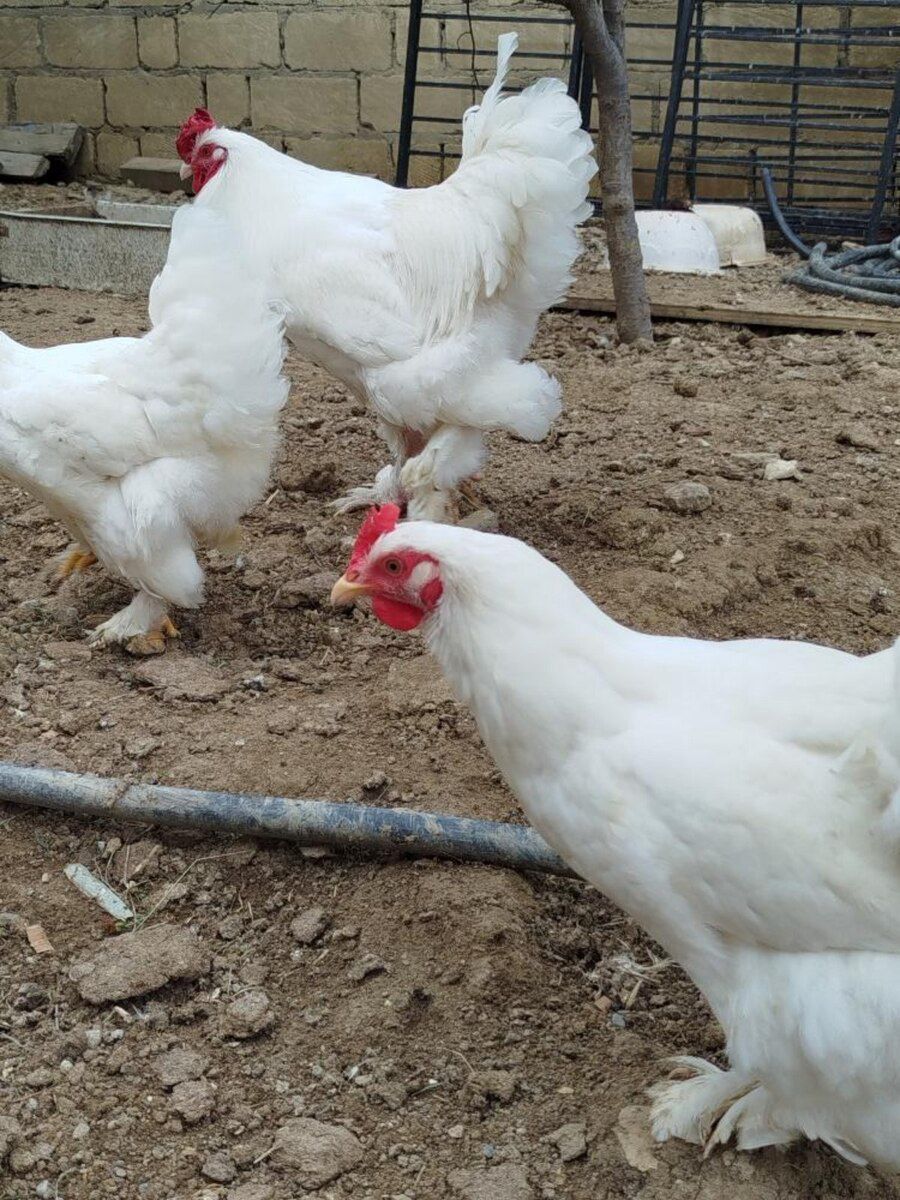Brama yumurtası — Quşlar, Bakı (8)