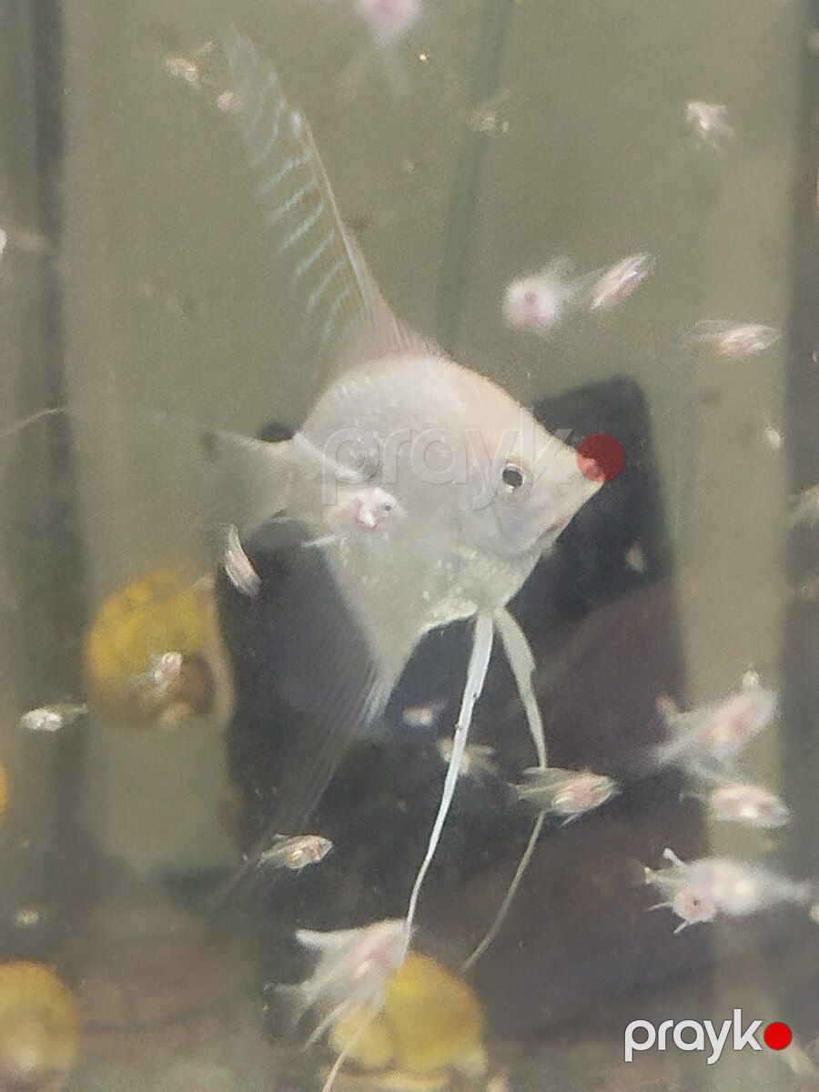 Platin Diamond Valvet — Akvariumlar və balıqlar, Bakı (11)
