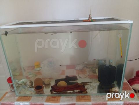 Akvarium — Bakı