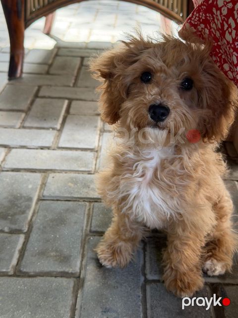 Maltipu (Maltipoo) balası – dişi Rəng: “ice gold” / buzlu krem Doğum — Bakı