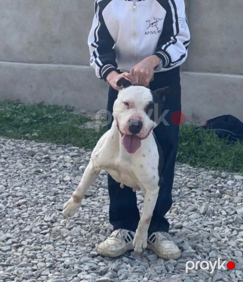Pitbul balaları — Köpəklər, Bakı (9)