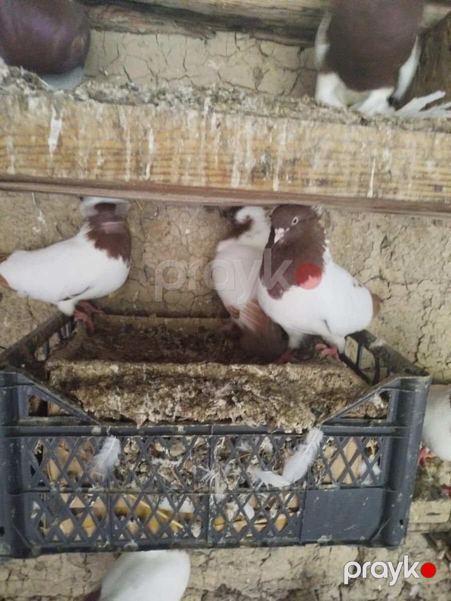Göyərçin — Quşlar, Şabran (2)