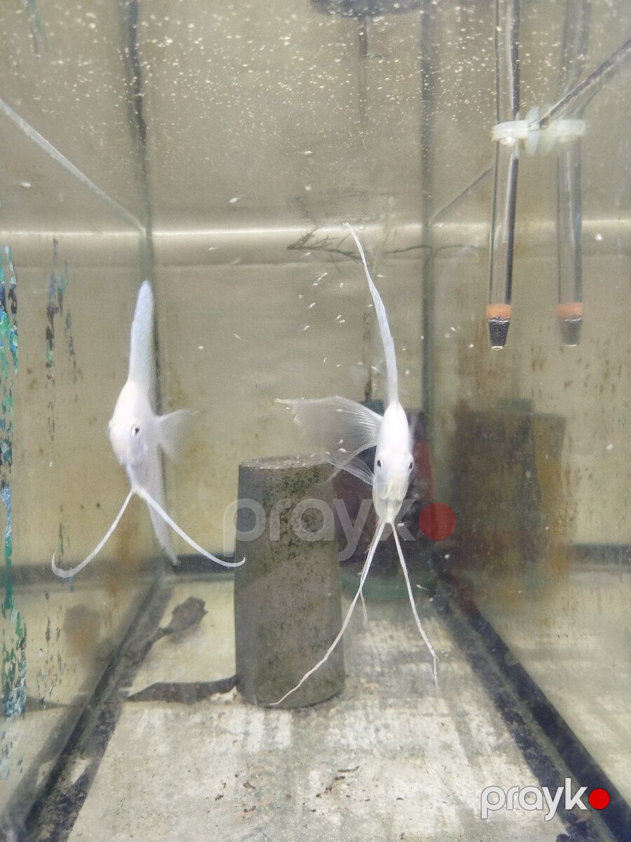 Platin Diamond Valvet — Akvariumlar və balıqlar, Bakı (10)