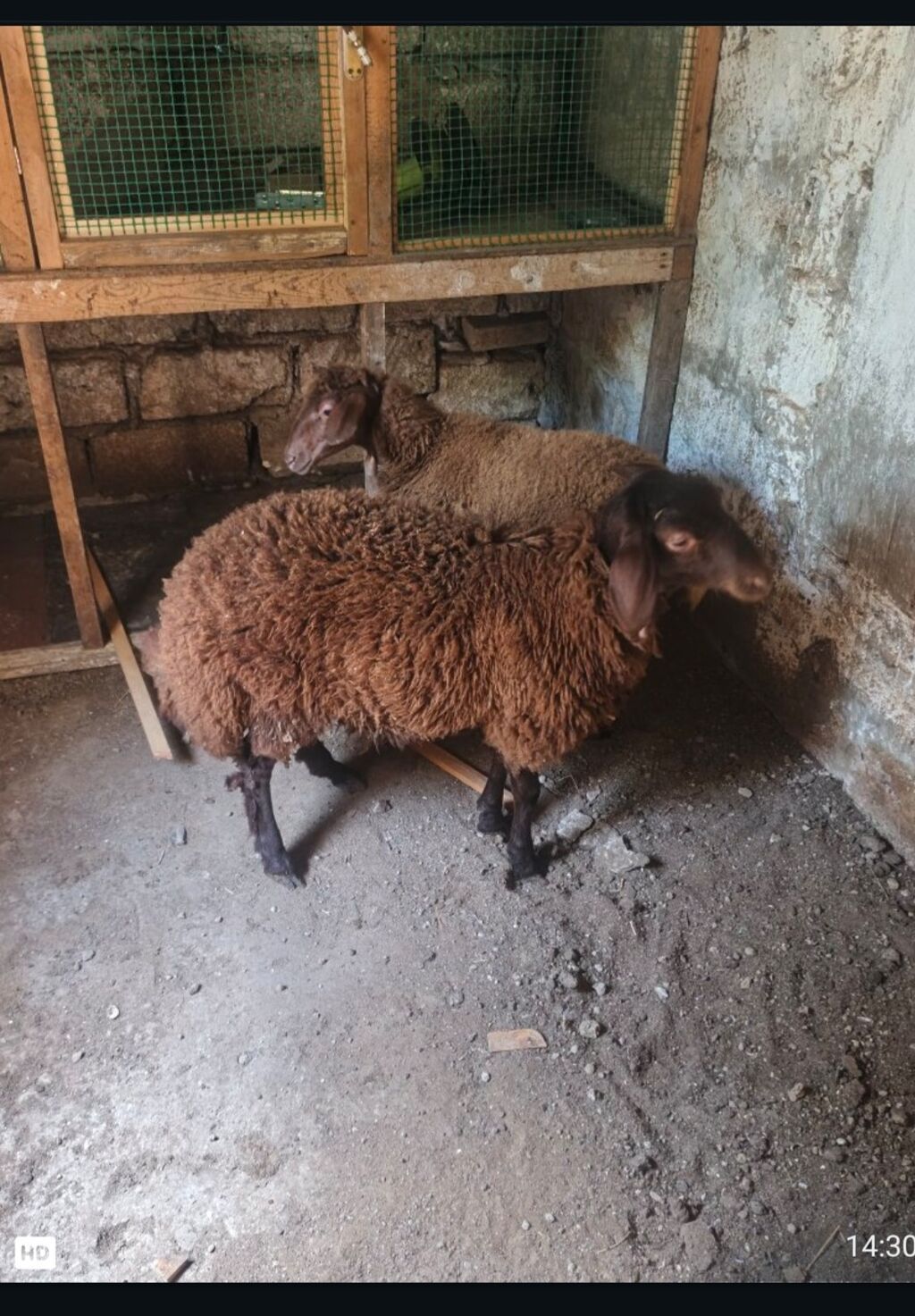 Erkək, il: 4, 32 kq, Damazlıq, Ödənişli çatdırılma — Kənd təsərrüfatı heyvanları, Bakı (2)
