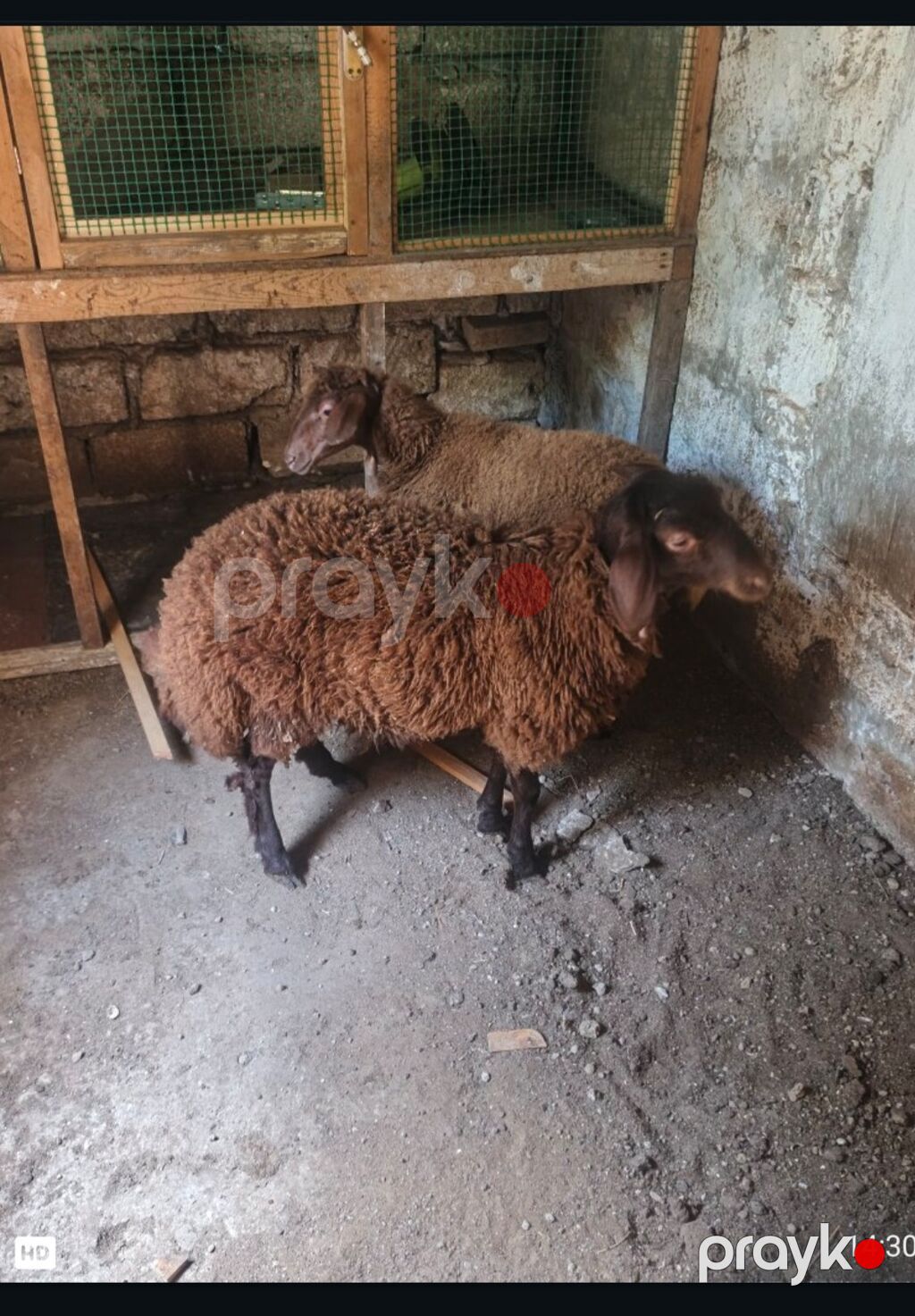 Erkək, il: 4, 32 kq, Damazlıq, Ödənişli çatdırılma — Kənd təsərrüfatı heyvanları, Bakı (2)