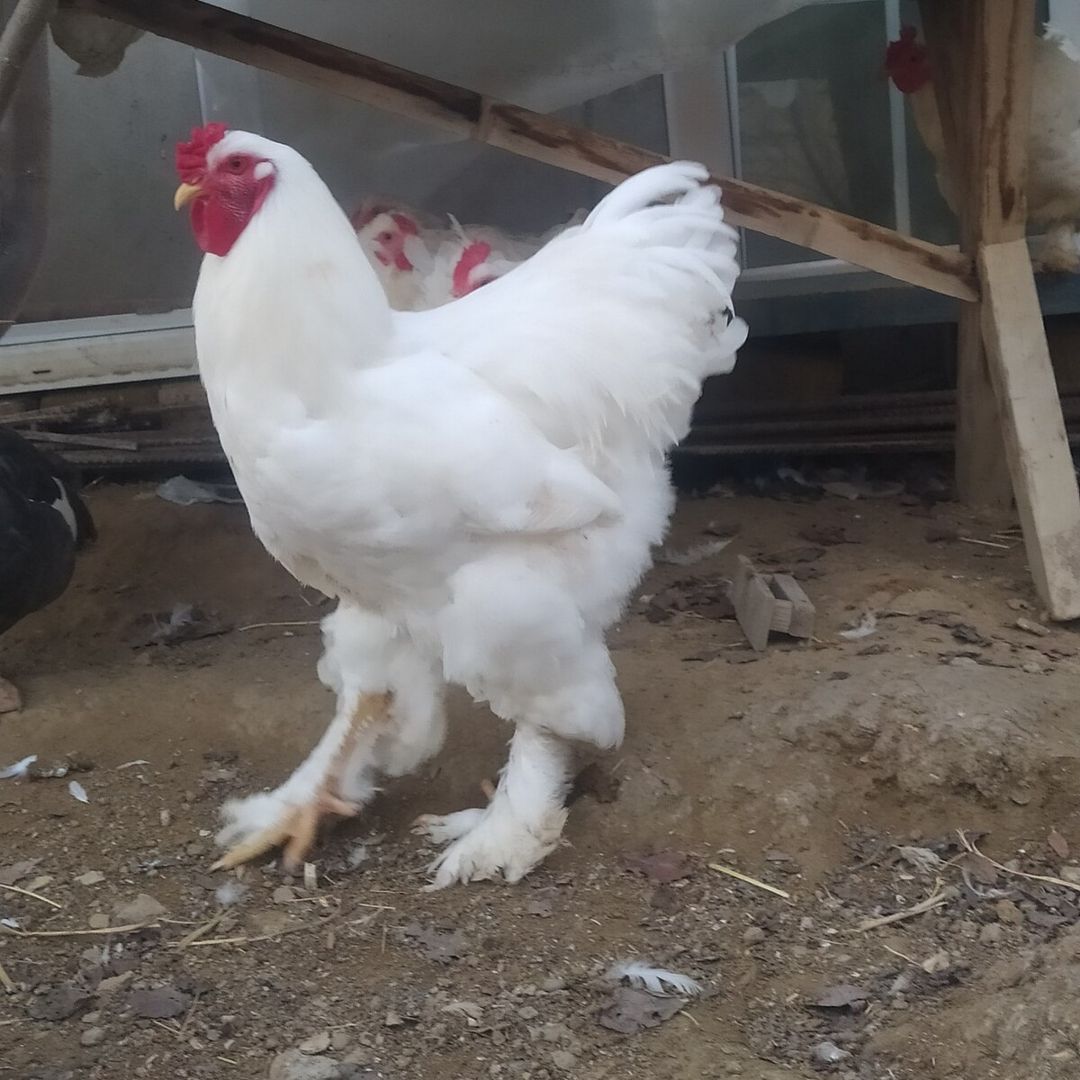 Brama yumurtası — Quşlar, Bakı (4)