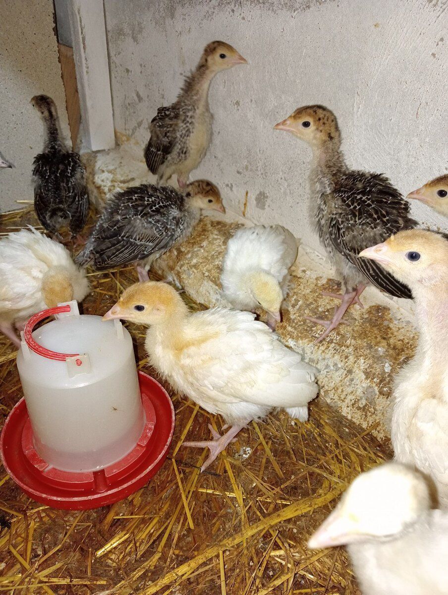 Hinduşka cücələri — Quşlar, Bakı (7)