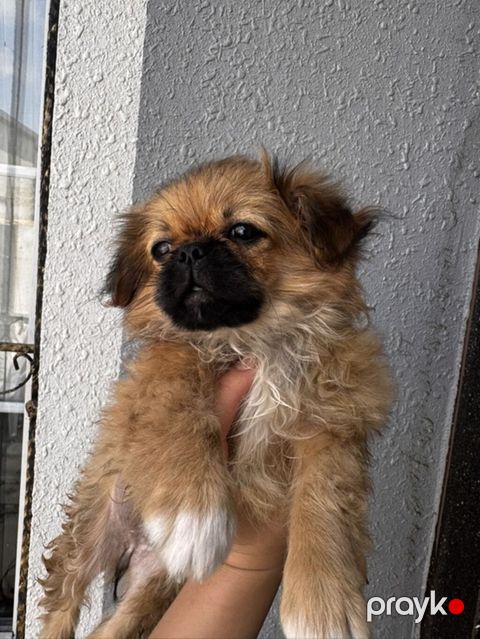 Pekines, 3 ay, Peyvəndli — Digah