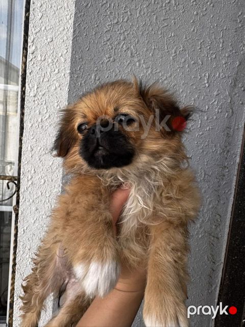 Pekines, 3 ay, Peyvəndli — Digah