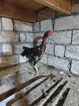 Heyratı xoruz. Təmiz cins saglam,cavan heyvandi. 4 ədəd lal ordekləde — Toyuqlar və cücələr