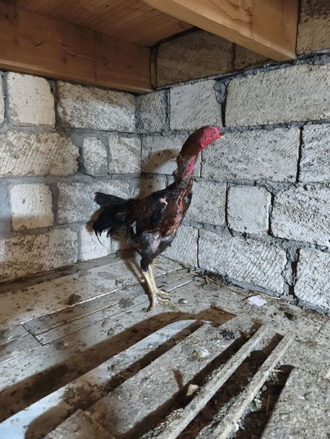 Heyratı xoruz. Təmiz cins saglam,cavan heyvandi. 4 ədəd lal ordekləde — Masazır