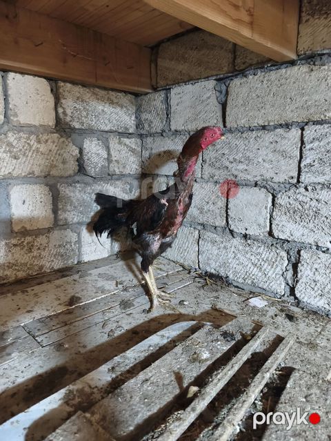 Heyratı xoruz. Təmiz cins saglam,cavan heyvandi. 4 ədəd lal ordekləde — Masazır