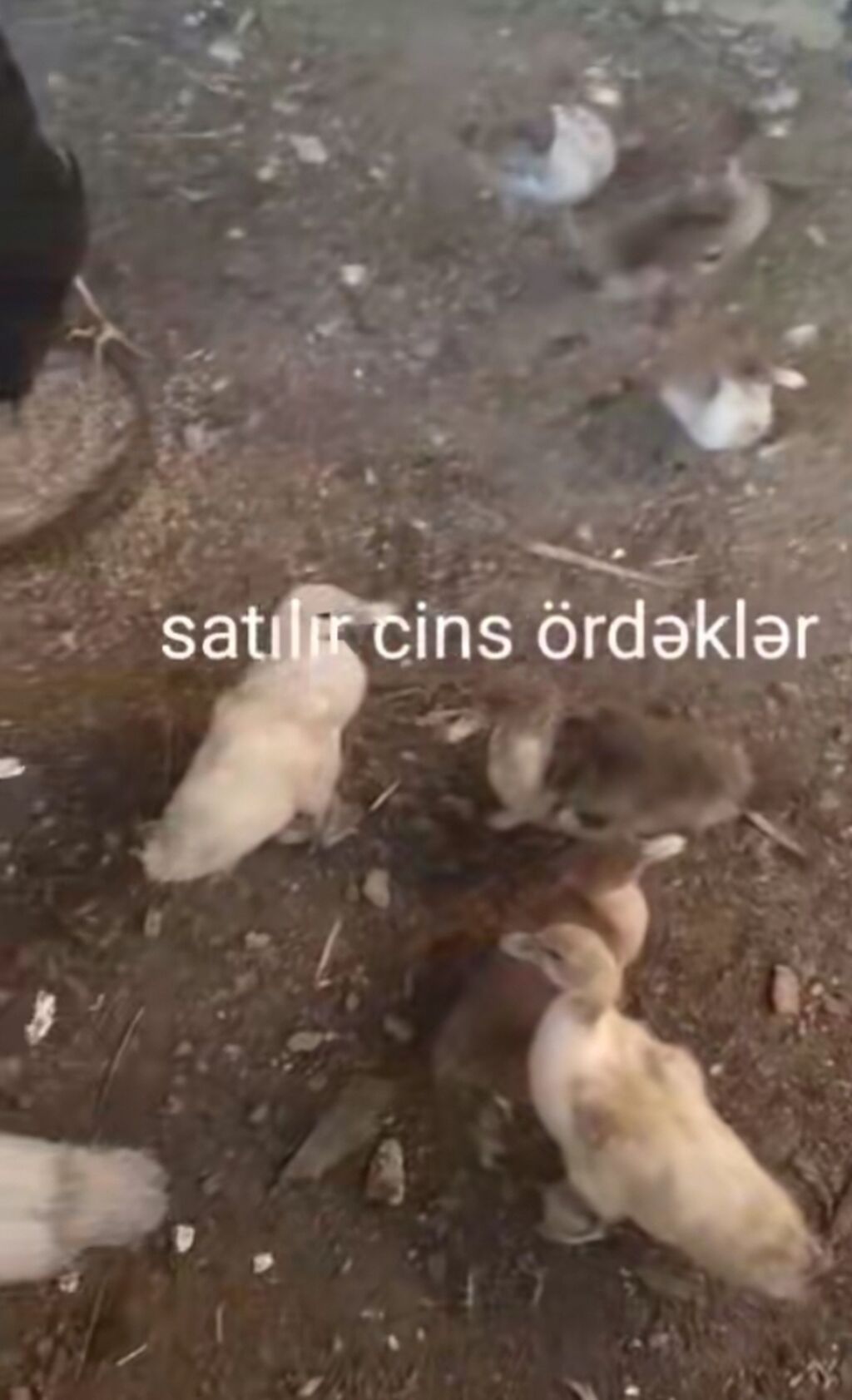Satılır: cins ördəklər Məhsul təsviri: - Cins ördək balaları, sağlam — Digərləri, Bakı (2)