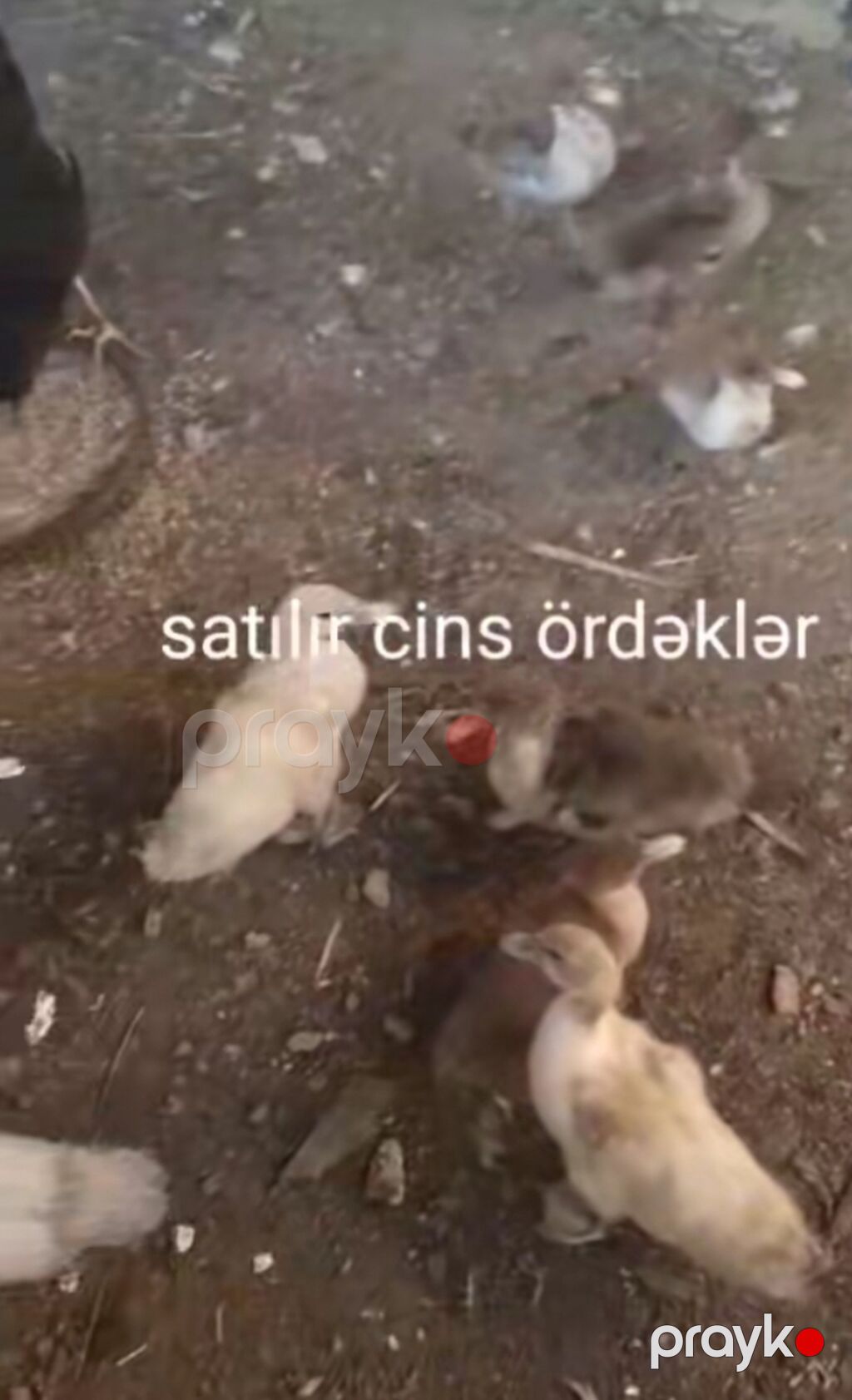 Satılır: cins ördəklər - Şəkillərdə müxtəlif rəng çalarlarında (ağ — Digərləri, Bakı (4)