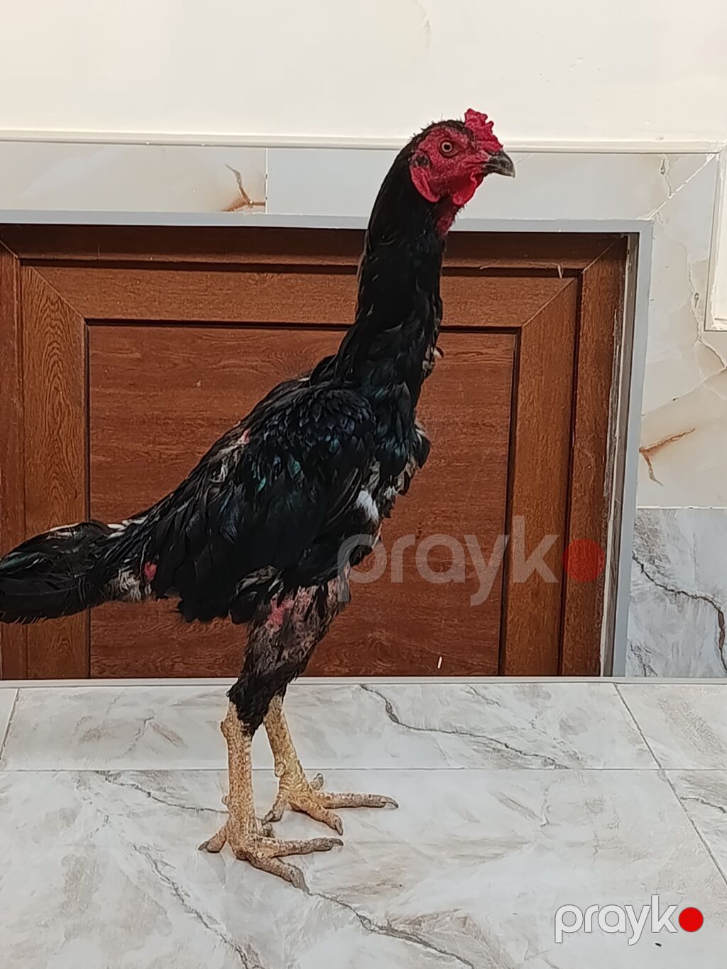 Qara cavan heyvandi tuleyden çixir luboy tayini getir yoxla Cox aktif — Toyuq və xoruz, Bakı (4)