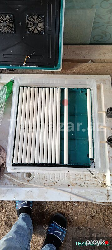 inquvator cüce — Bakı
