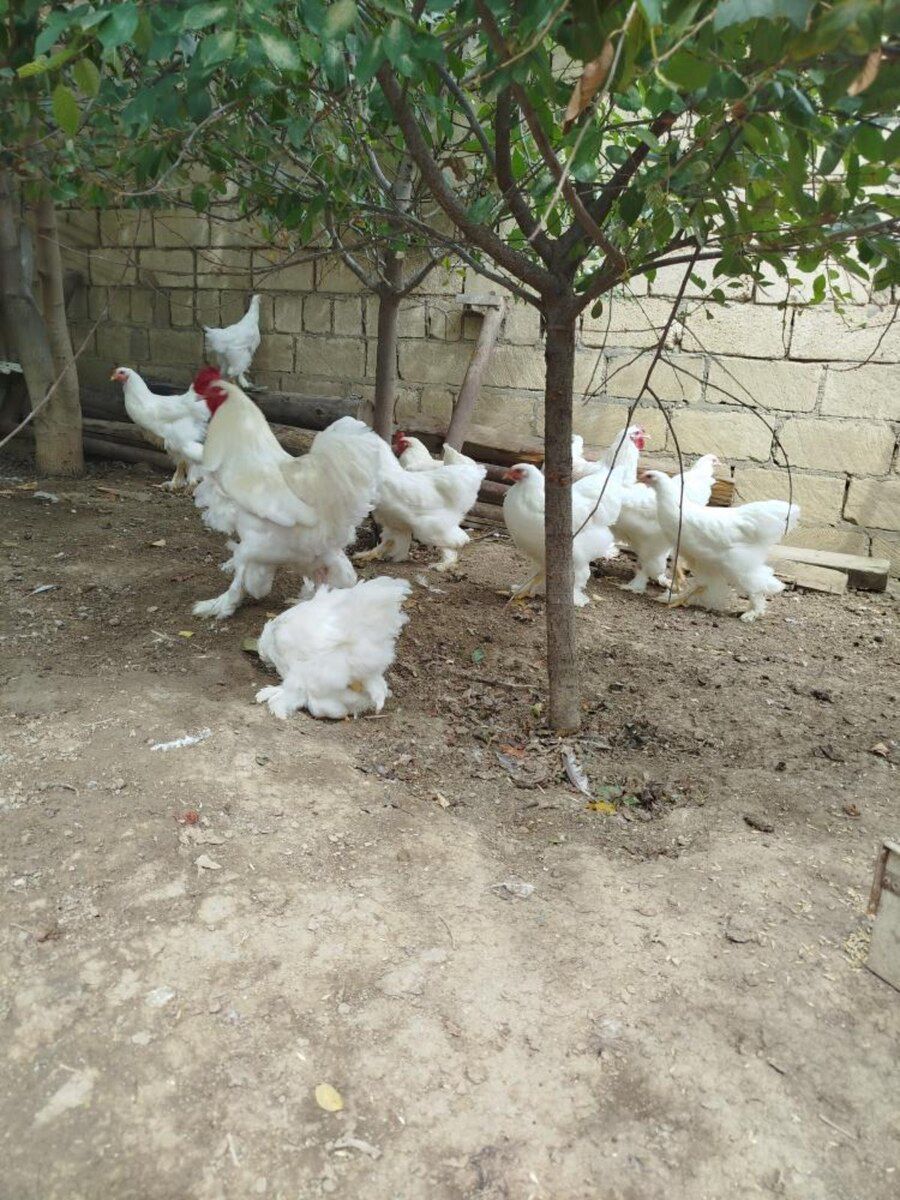Brama yumurtası — Quşlar, Bakı (9)