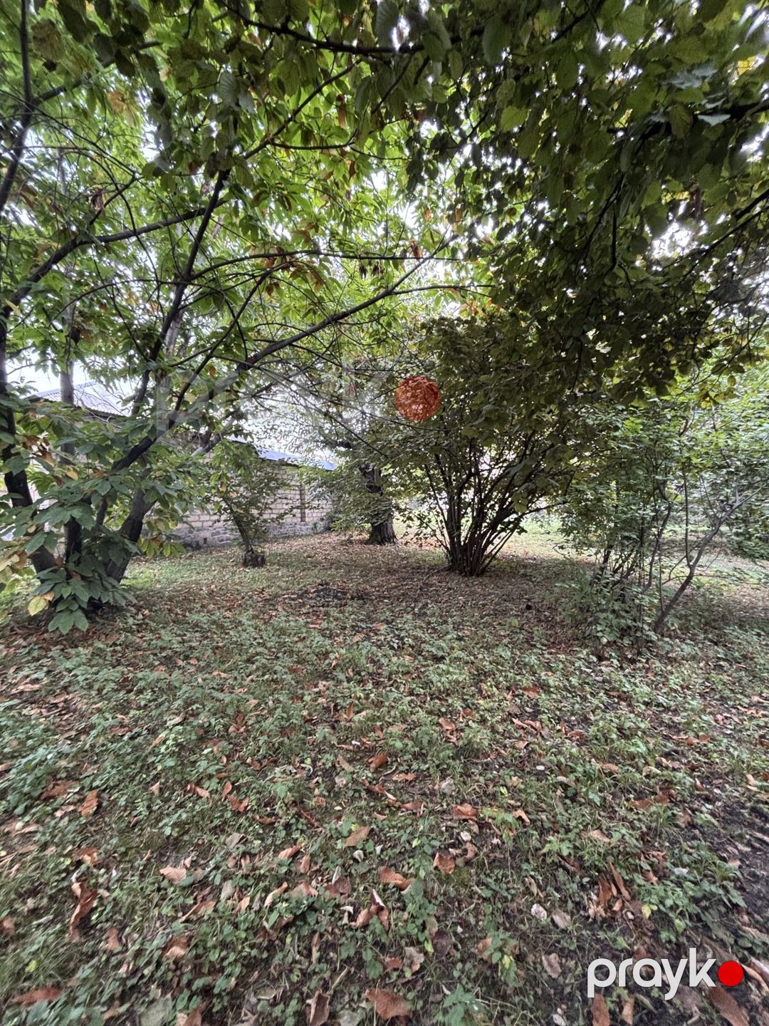 Satılır torpaq 30 sot — Torpaq, Qəbələ (7)