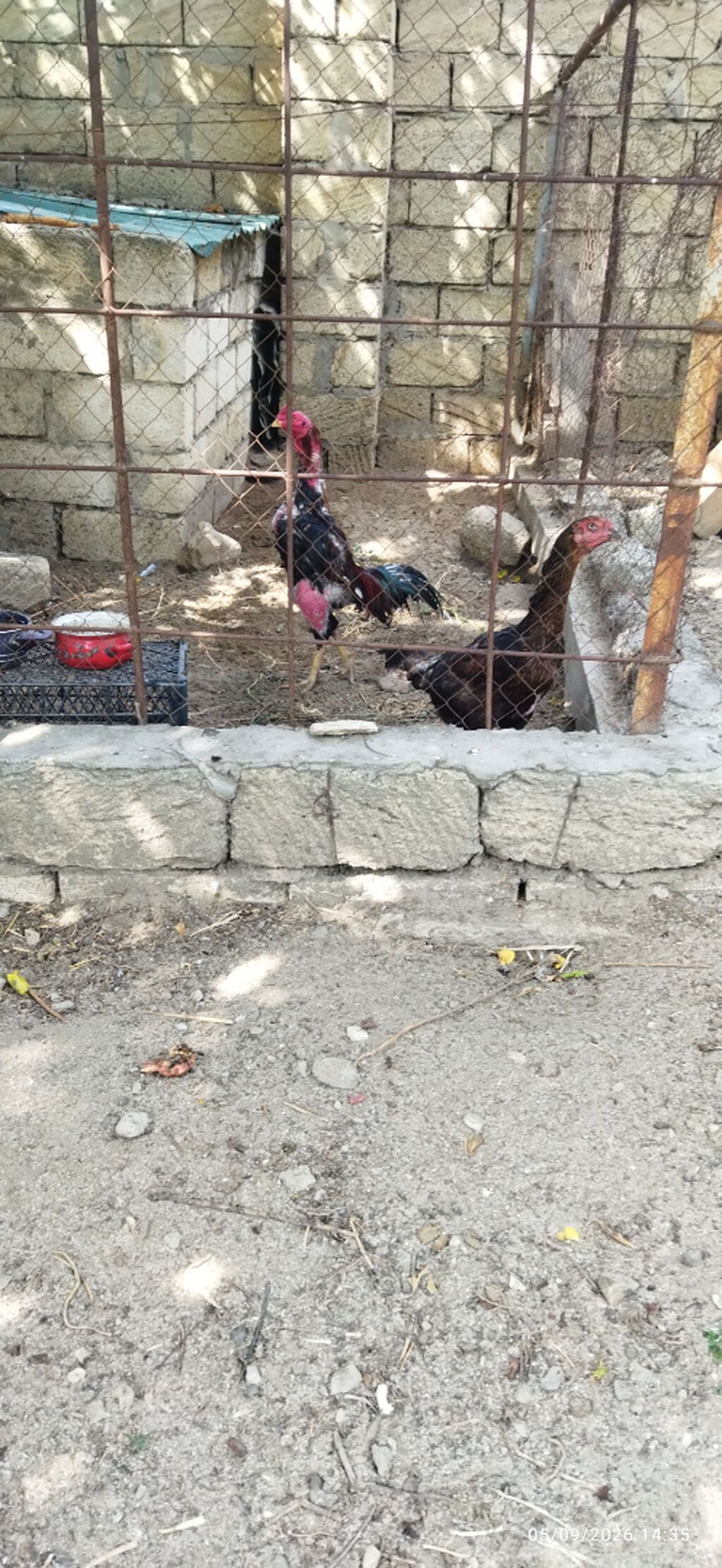 Cücələr şəkildəki xoruz fərəlerin balalardır sarı xoruz saribelerdəndi — Digərləri, Sumqayıt (9)