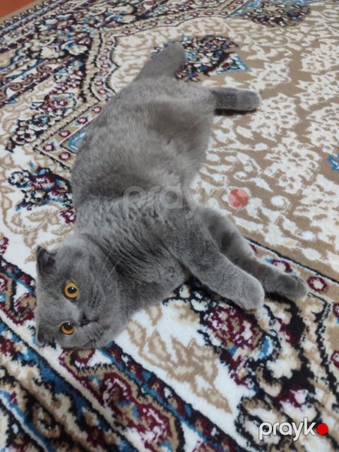 Şotland pişiyi (cütləşdirmək üçün) — Bakı
