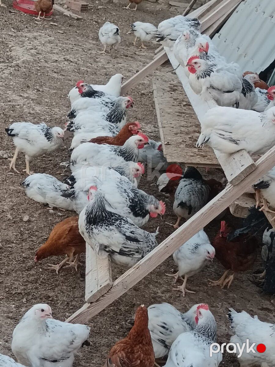 Çolpalar — Quşlar, Bakı (3)