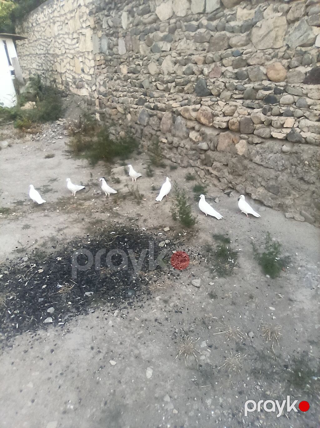 Kom 8qusdu tergidrem bilen bilir ki menim quşları neye qadirdir — Göyərçin, Gəncə (2)