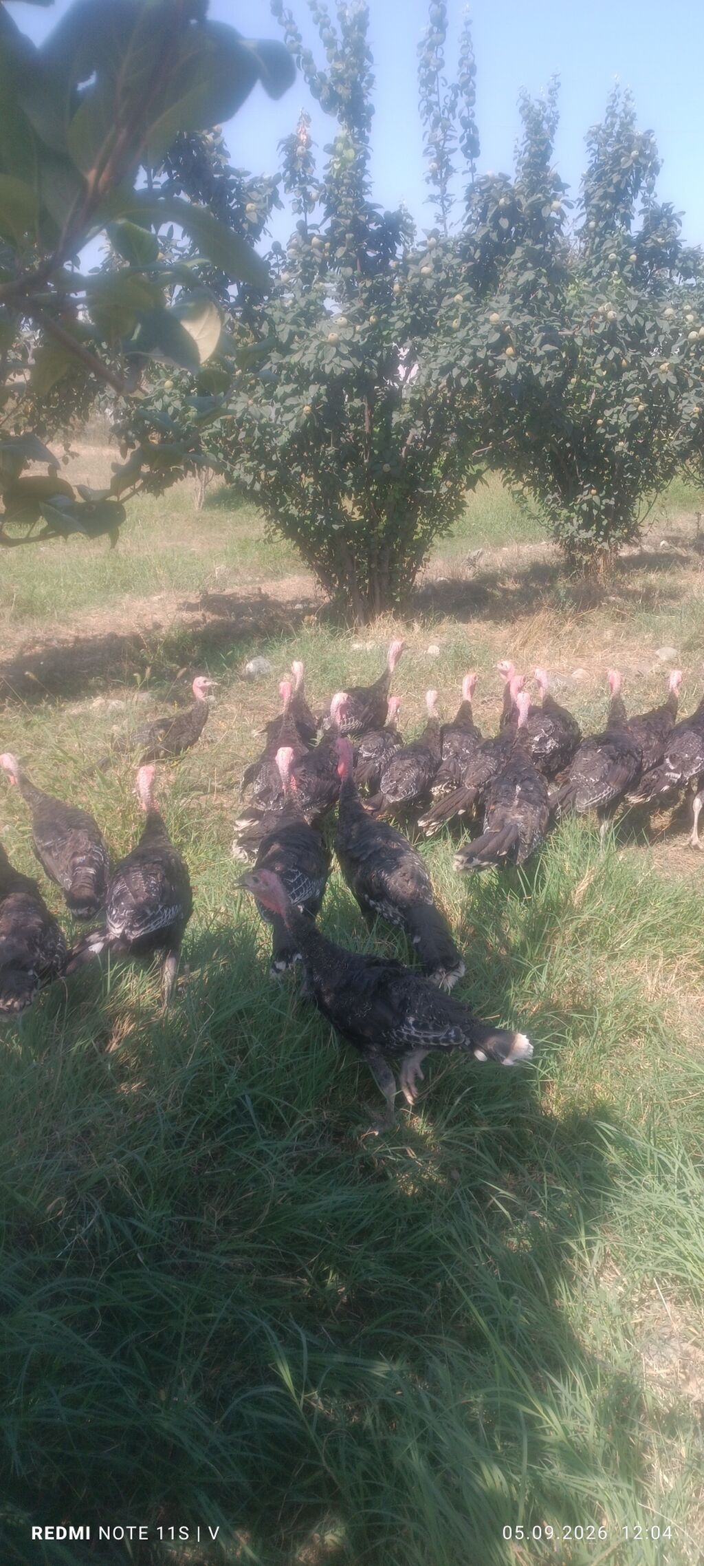 Məhsul: Hinduşka sürüsü Təsvir: - Təbii şəraitdə otlaqda bəslənən — Digərləri, Gəncə (4)