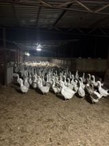 Məhsul: Qaz sürüsü (ağ və qarışıq rəngli fərdlər) Təsvir: - Böyük — Quşlar — Digər