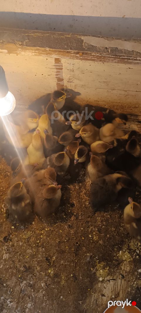 Lalördek balaları 4 günlük macar zümrüd miravir qırmızı fındıq rəng — Bakı