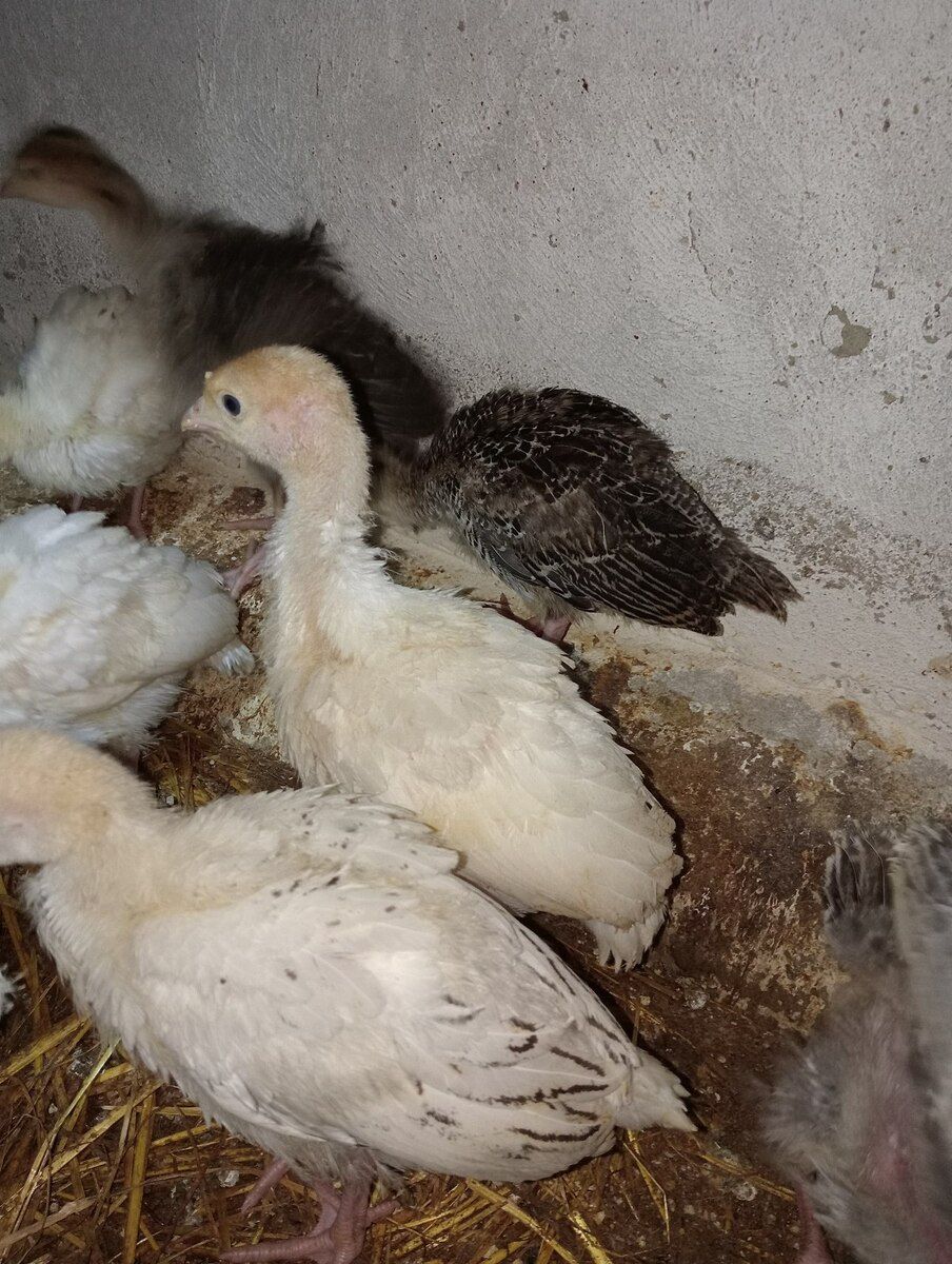 Hinduşka cücələri — Quşlar, Bakı (9)