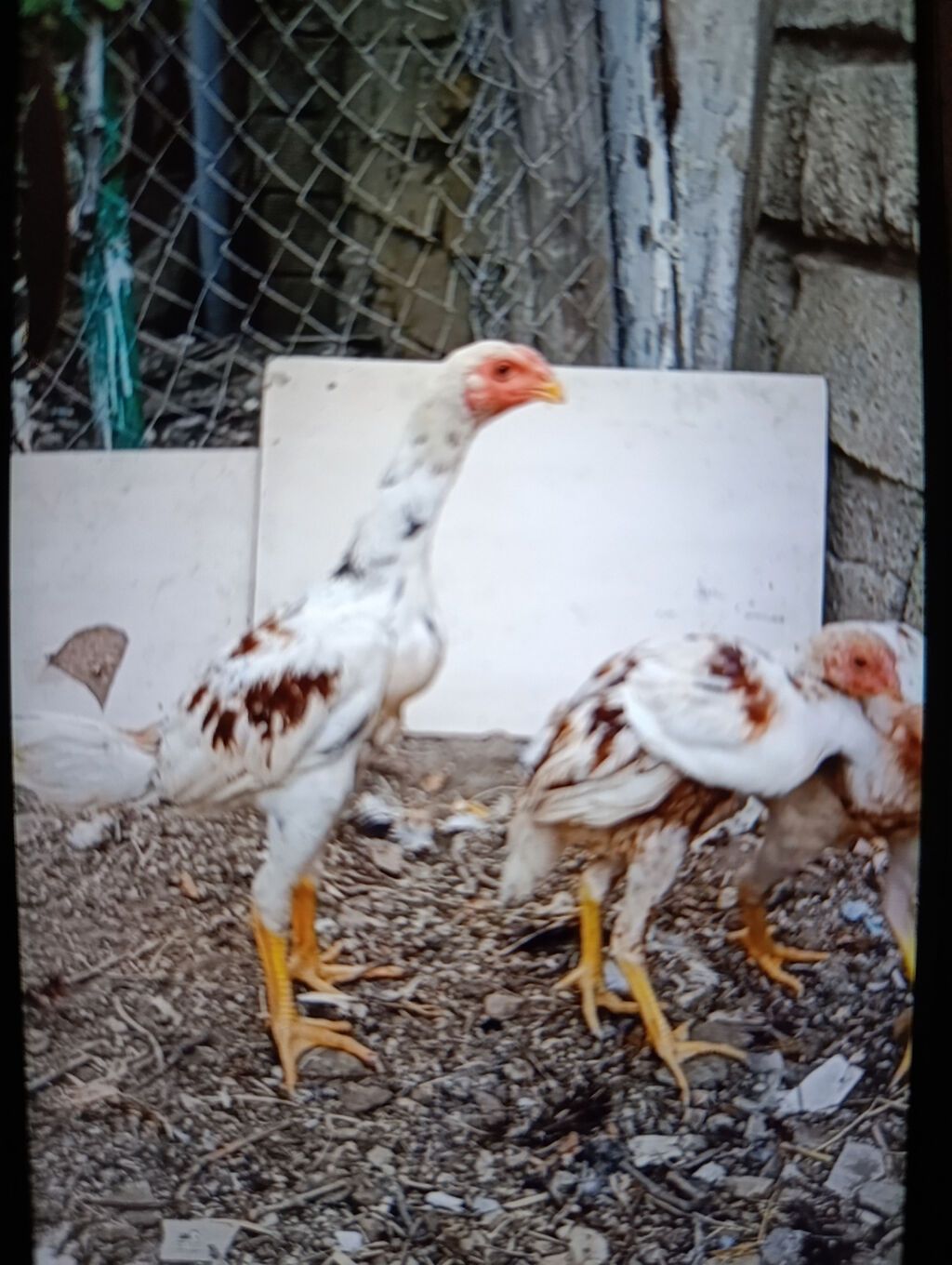 Salam gördüyünüz beçə fərə satılır yaxşı qan isdiyən buyura bilər — Digərləri, Bakı (5)