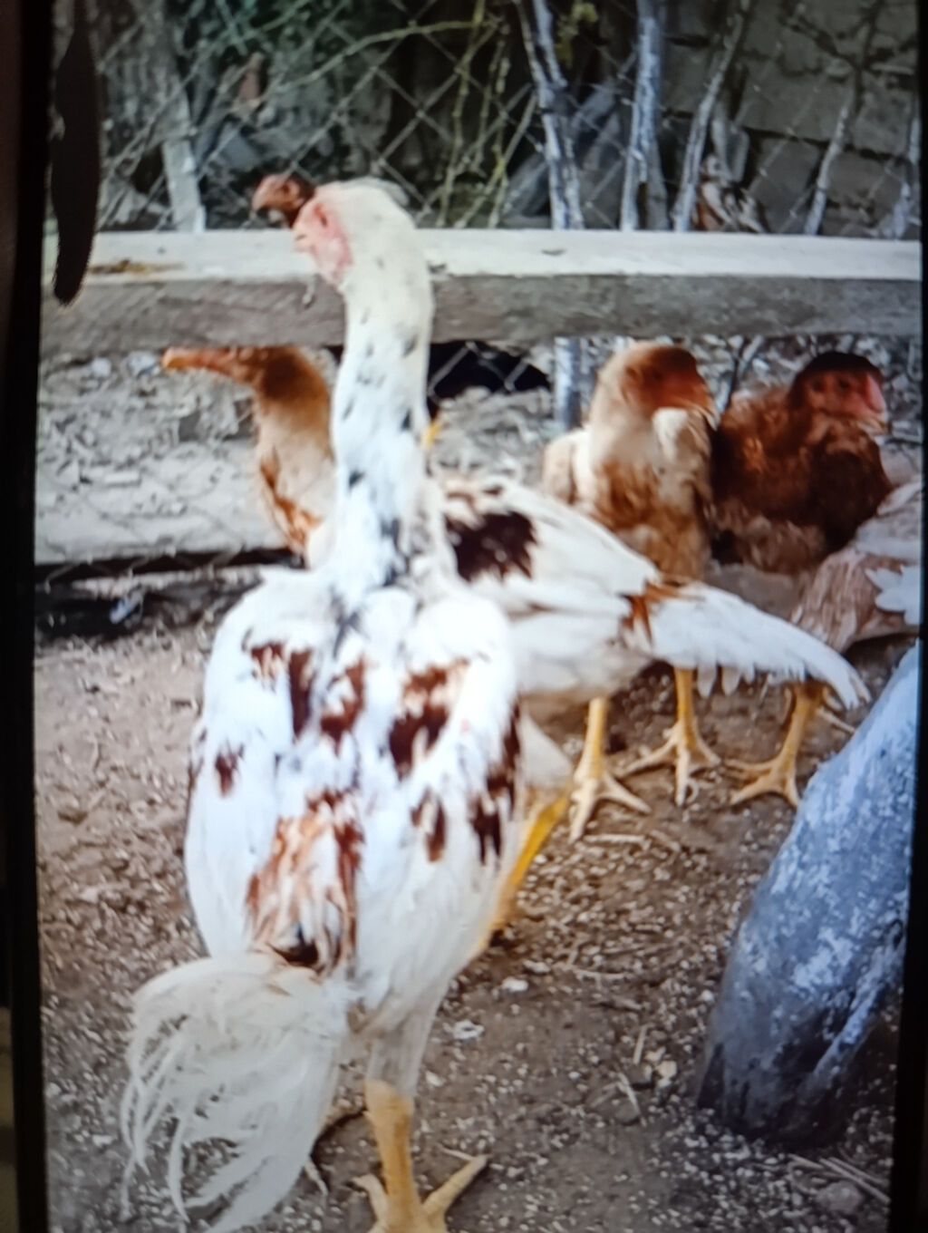 Salam gördüyünüz beçə fərə satılır yaxşı qan isdiyən buyura bilər — Digərləri, Bakı (7)