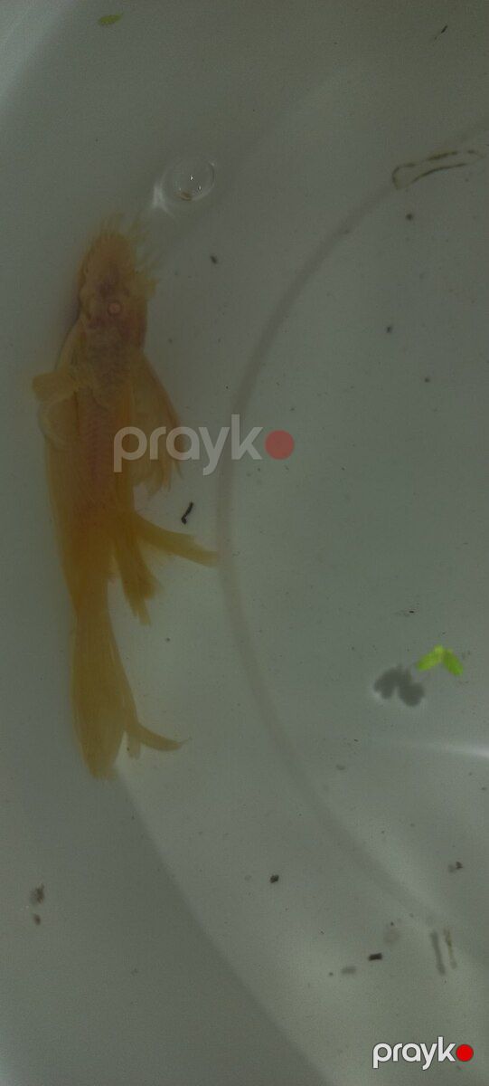 Ansitrus — Akvariumlar və balıqlar, Bakı (4)