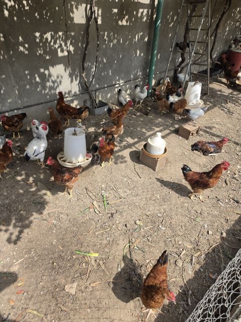 Xoruzlar — Bakı