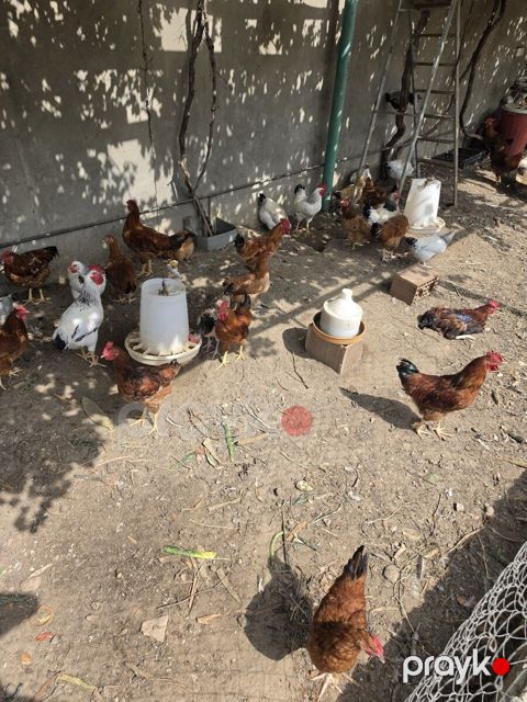 Xoruzlar — Bakı