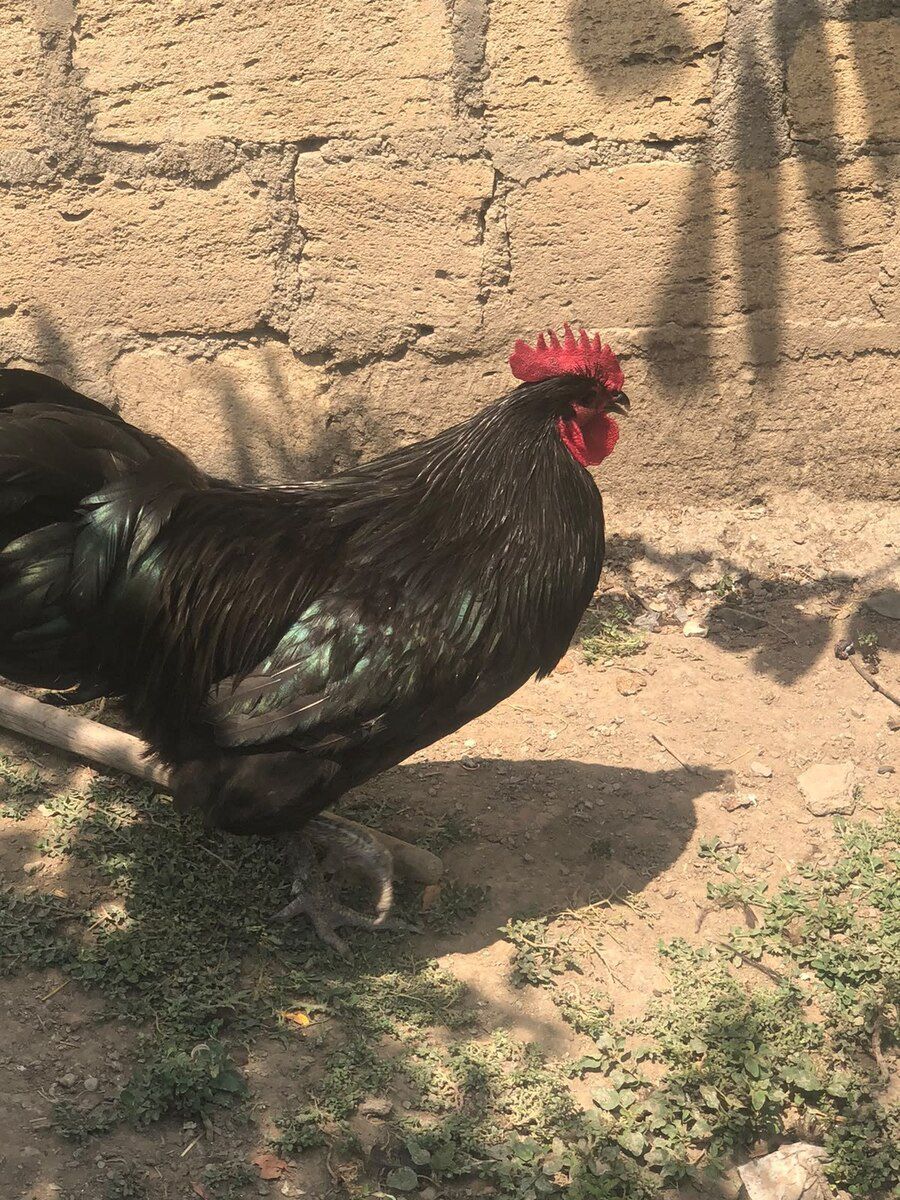 Avstralorp xoruzları — Quşlar, Bakı (2)