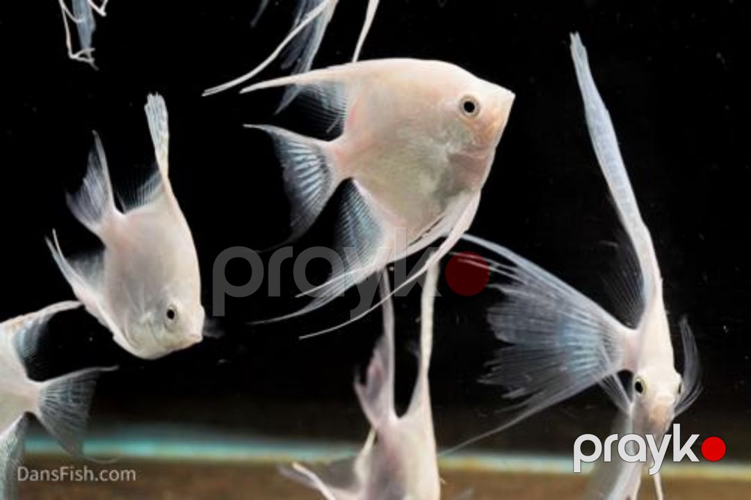 Platin Diamond Valvet — Akvariumlar və balıqlar, Bakı (2)